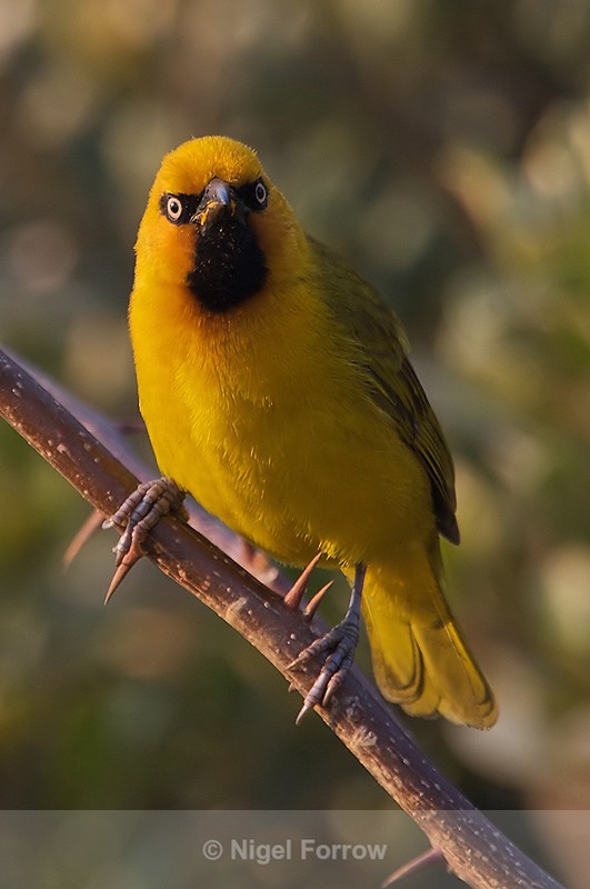 Spectacled Weaver (male) perched on a branch - Spectacled Weaver