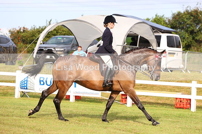 3E7A8046 - Class 2: Rising Star Large Hack/Riding Horse