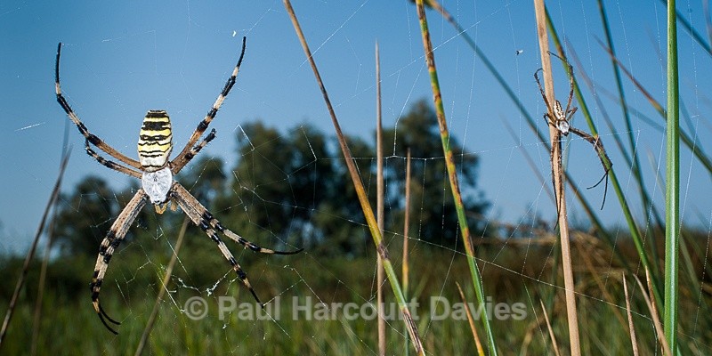  - Bugs: Spiders