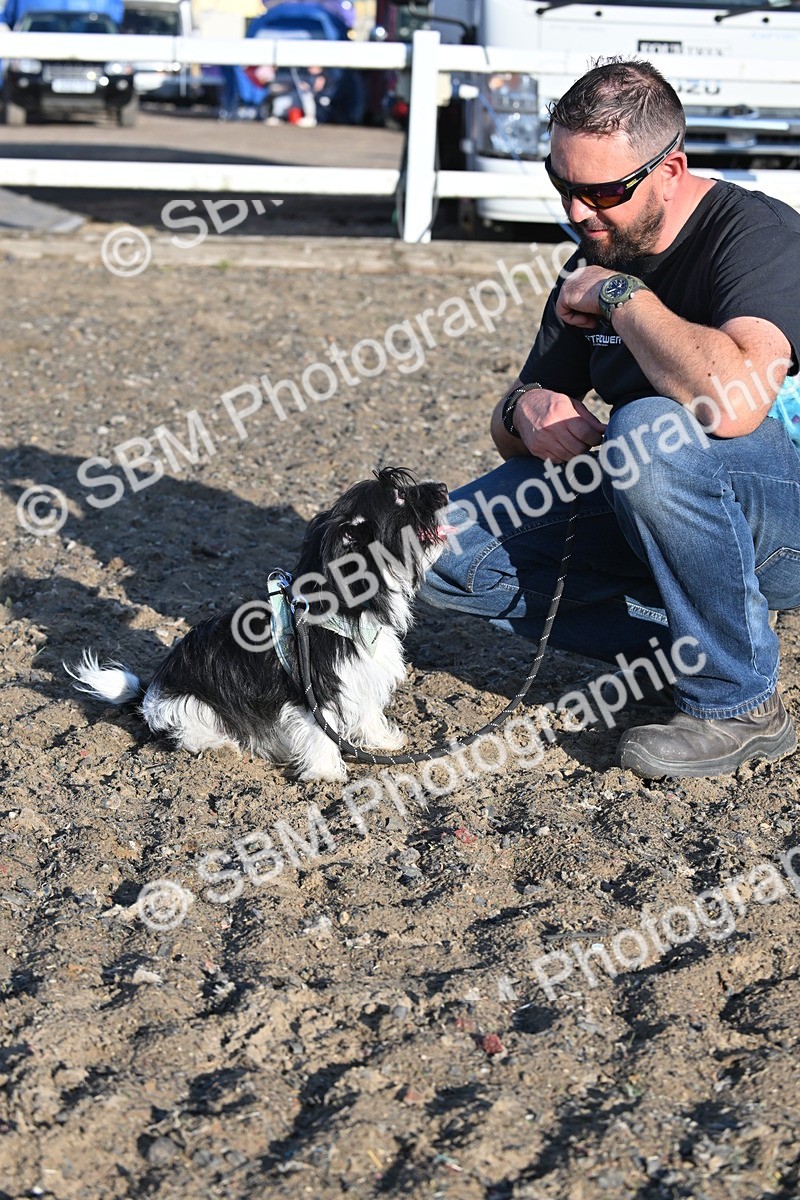 SBM_09369 - Lorry Dogs