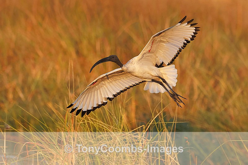 Sacred Ibis - Botswana ~ Birds