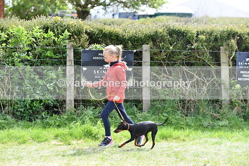 WJ5_0610 - Class 7 Best Terrier