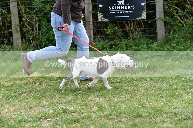 WJ5_9967 - Class 5 Best Veteran / 7 years & over