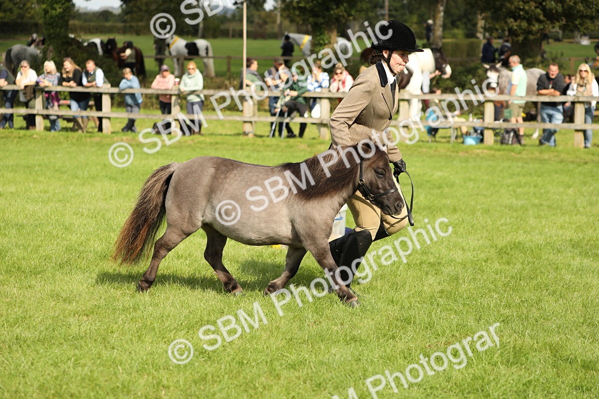 SBM_62797 - S46 - Mountain & Moorland In Hand Small Breeds