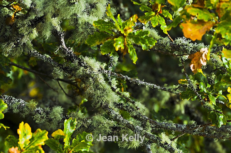 Tree- 7611 - Trees