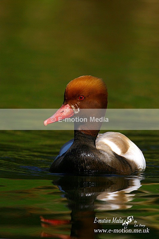 Red-crested pochard m 140406 198a - Nature