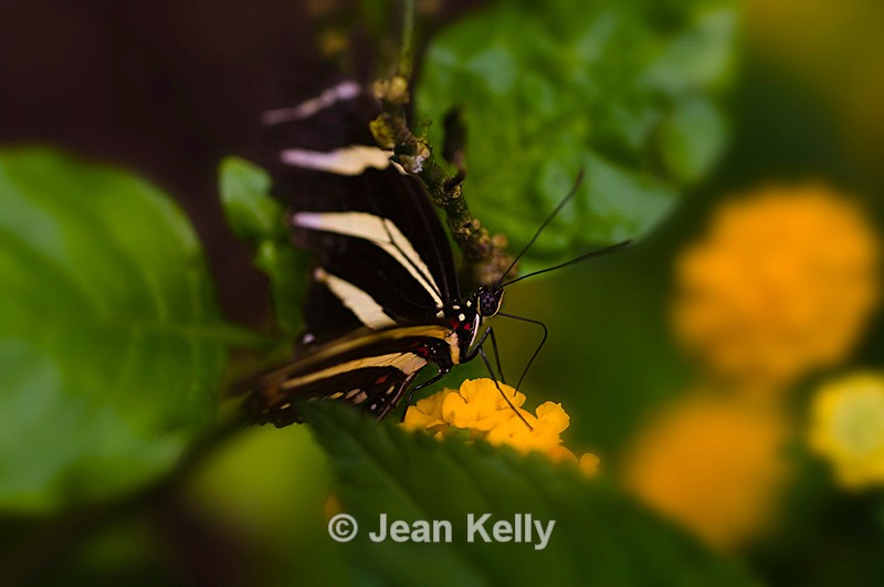 Zebra Longwing Butterfly - 0215 - Insects