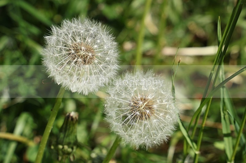 1G5A1671 - Flowers, Plants and Trees