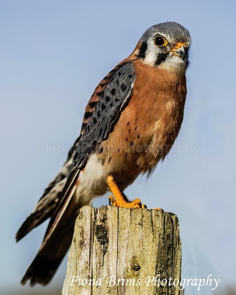 WowPD Mar17-47 - Birds of Prey