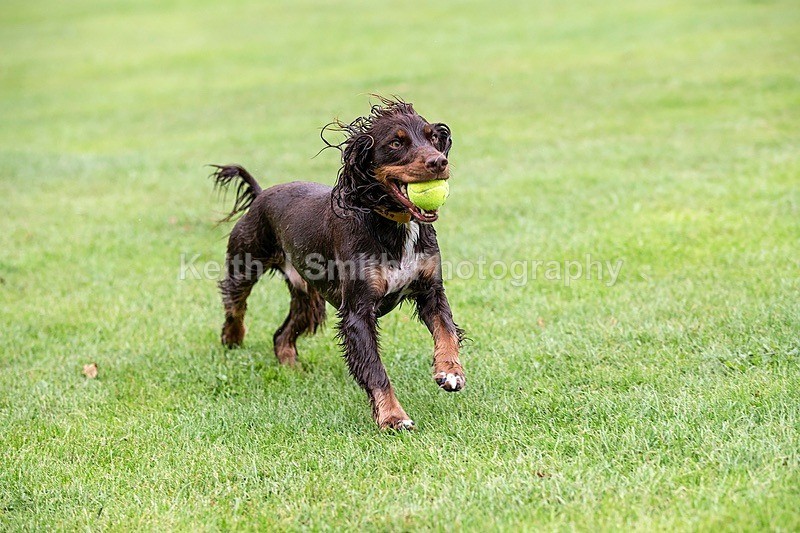 0KJS5401 - Dogs in Abington Park