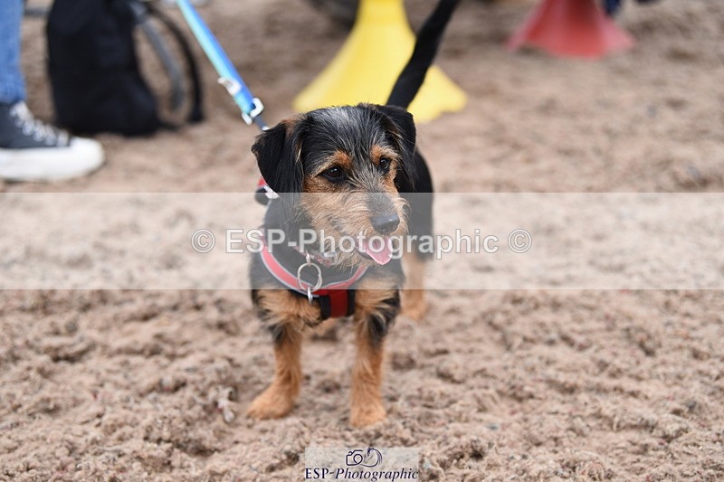 240518A-112628-00788 - Cls 1 Cutest Puppy