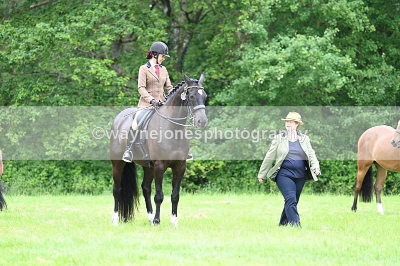WJ7_4098 - Class 14A Handsome Gelding