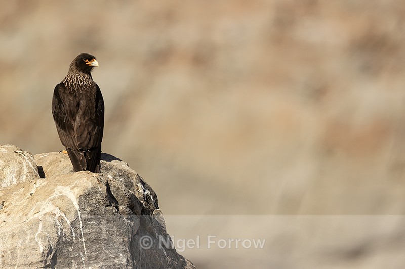 Striated Caracara perched above Albatross colony, Steeple Jason - Striated Caracara