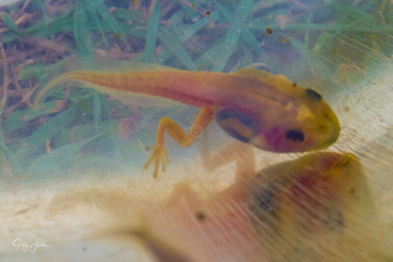 6 Golden Tadpoles - Green Frogs - Golden Variation