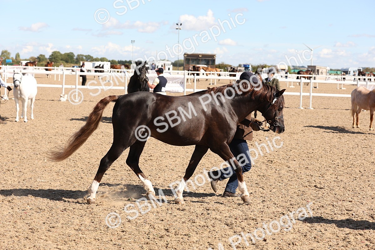 SBM_13937 - Class 205 - IH Show Pony - Show Hunter Pony