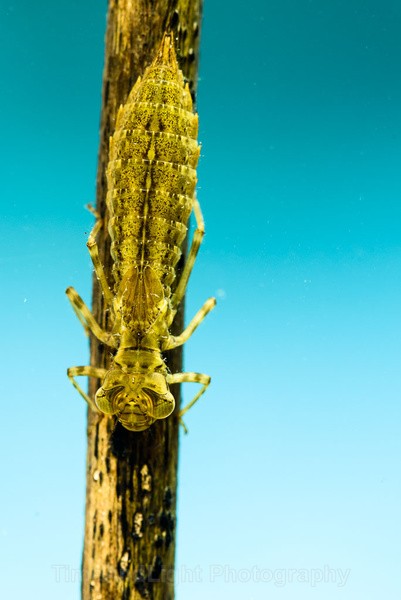 Emperor Dragonfly larva - Freshwater Life