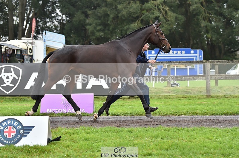 231018-122234-00246 - 031-ARIELLA-Morgan.Wyatt-TrotUp