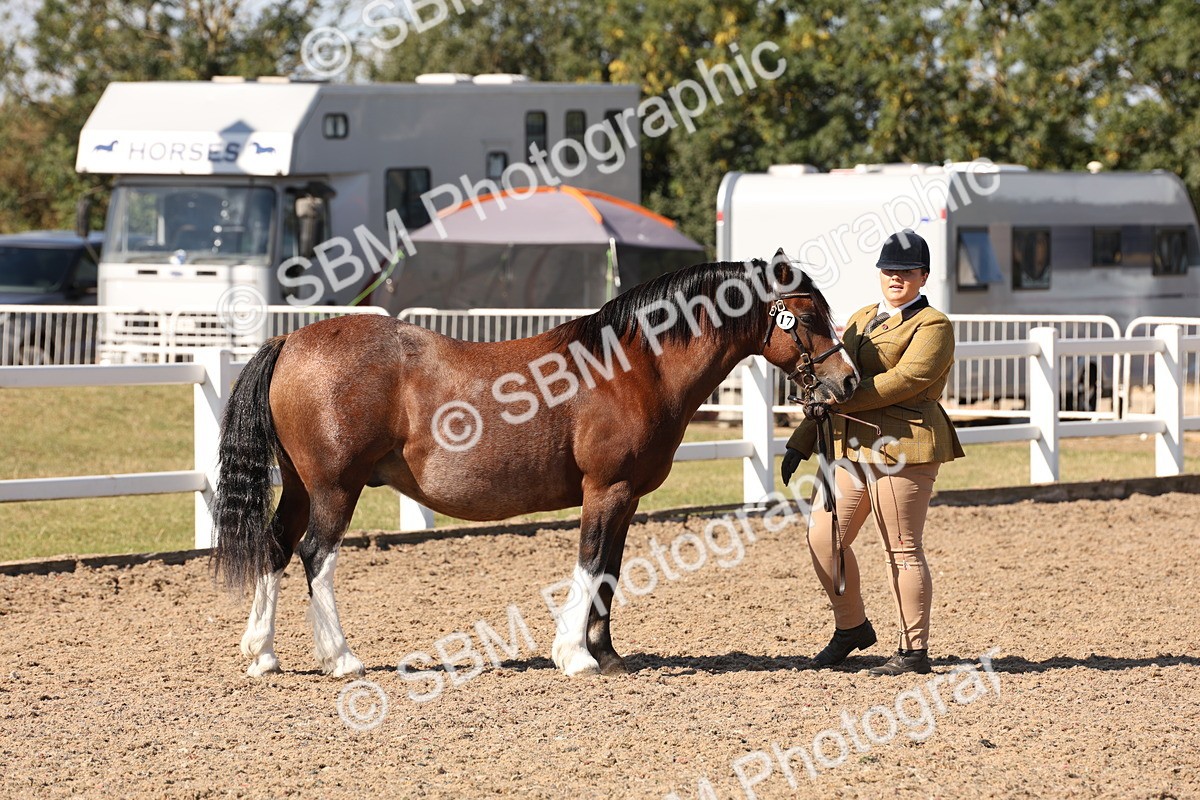 SBM_13931 - Class 205 - IH Show Pony - Show Hunter Pony