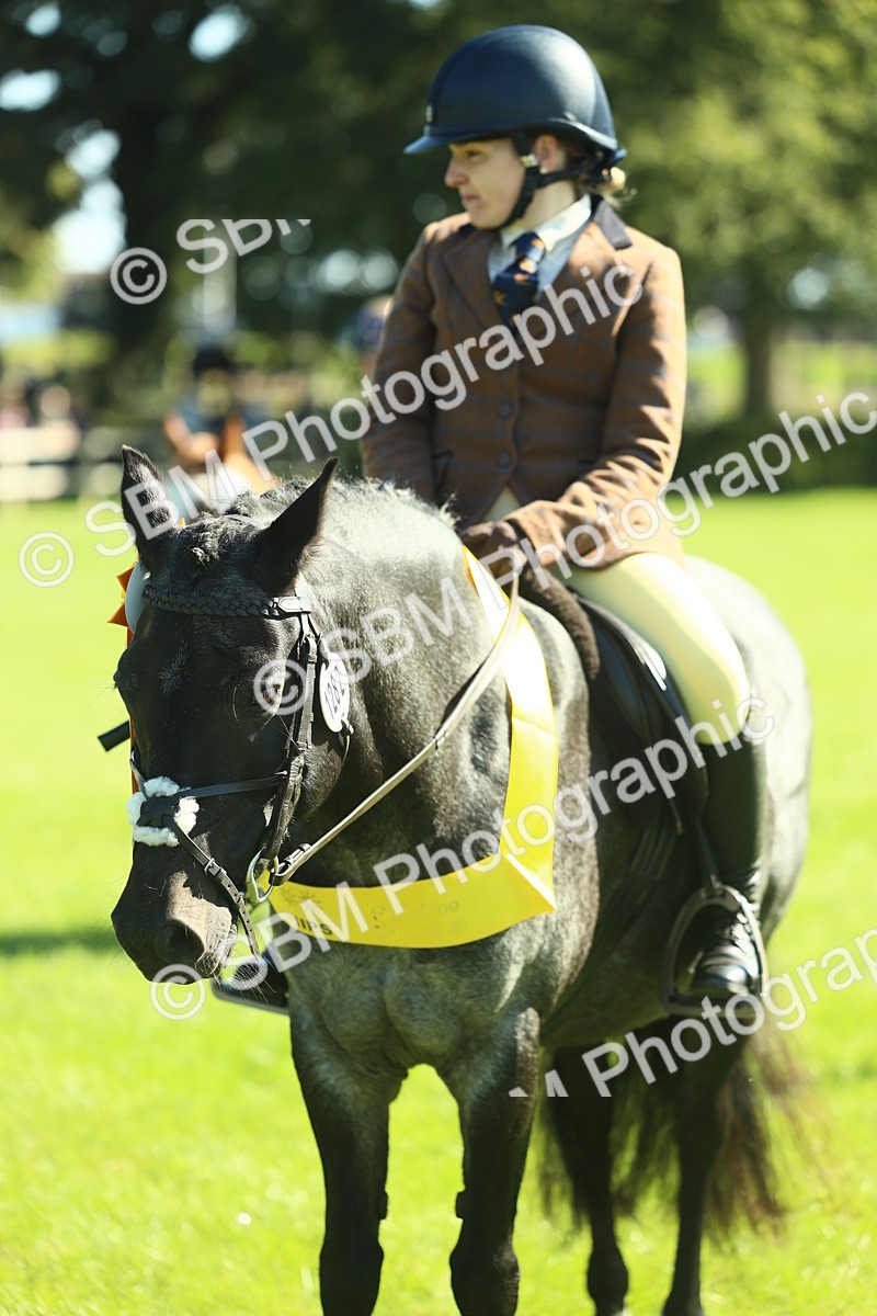 SBM_39064 - S29 - Novice & Newcomers Working Hunter Pony