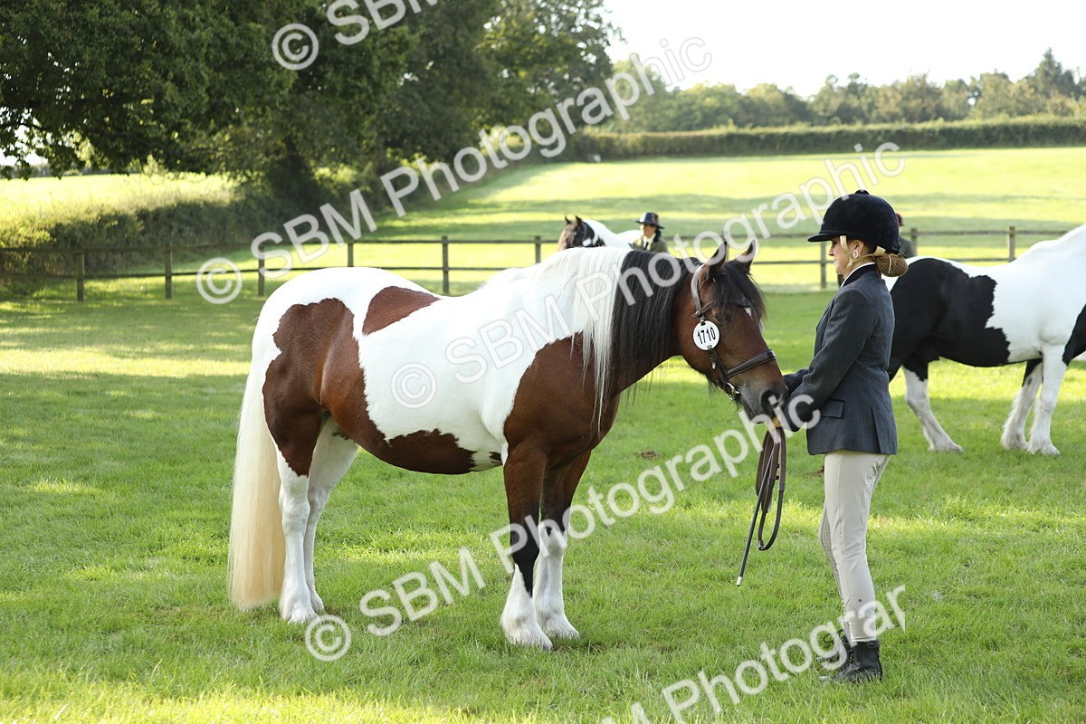 SBM_60927 - S43 - Coloured Pony In Hand
