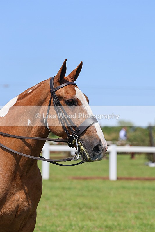 IMG_2563 - Class 38: Veteran Ridden