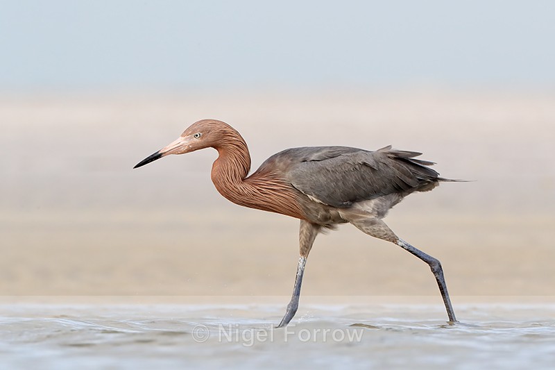 Reddish Egret passes close by, Fort De Soto Park, Florida - Reddish Egret