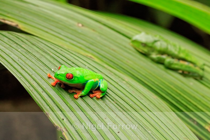 Red-eyed Tree Frogs, La Paz Gardens, Costa Rica - REPTILES & AMPHIBIANS