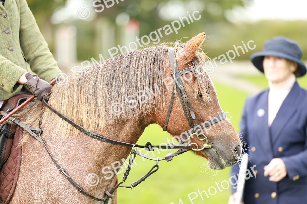 SBM_41775 - S32 - Mountain & Moorland Working Hunter Pony