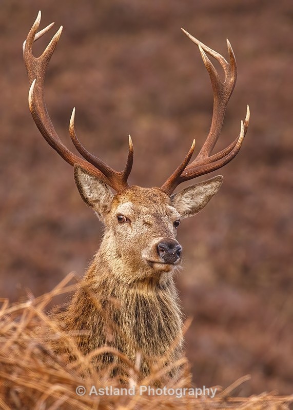 Red Deer - Latest Images