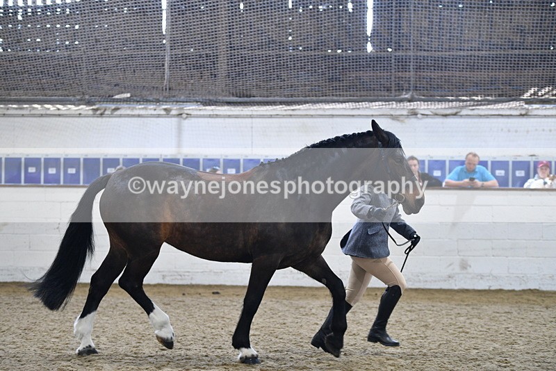 WJ5_4722 - Class 3 Part Bred In hand