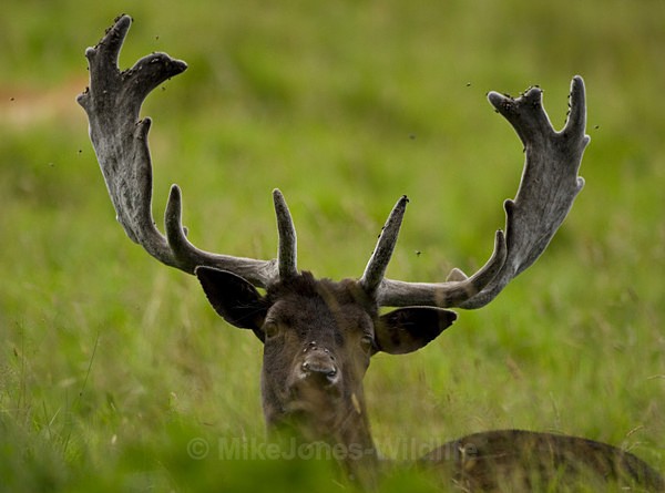 Fallow Deer ref fd 9c - FALLOW DEER