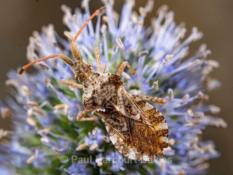 Centrocoris variegatus A conspicuously shaped bug  - Ten Metres from Home 1.  (2020)