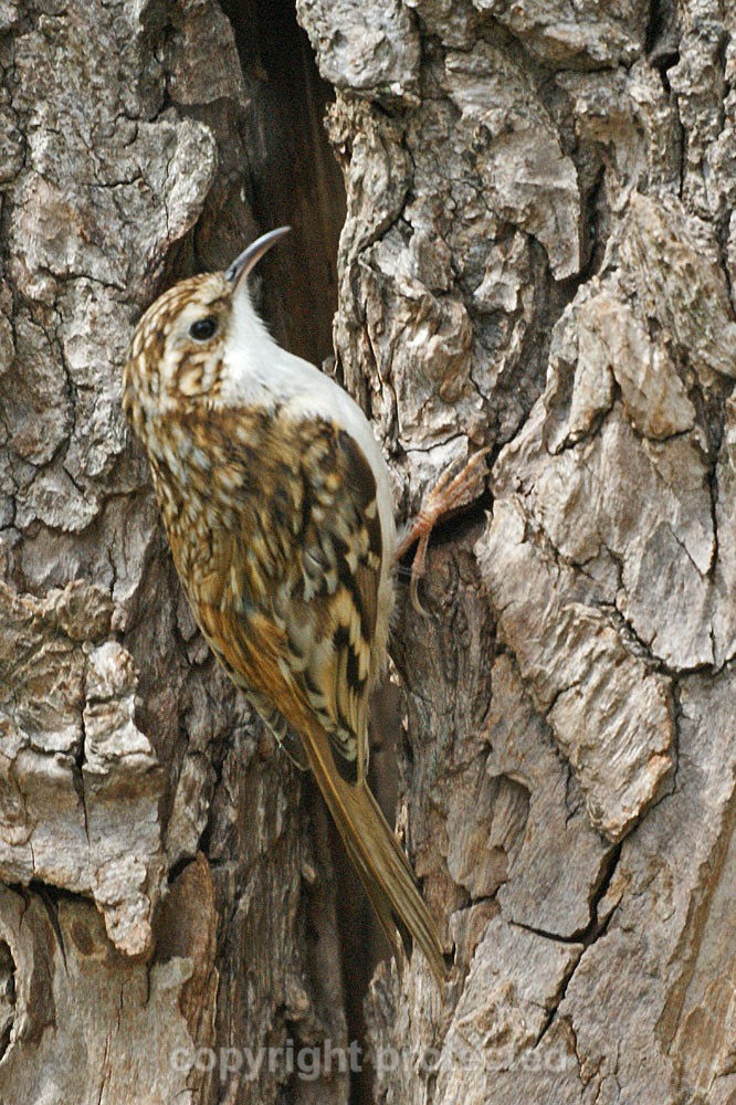 Treecreeper - Sevenoaks Nature Reserve - Kent - Birds