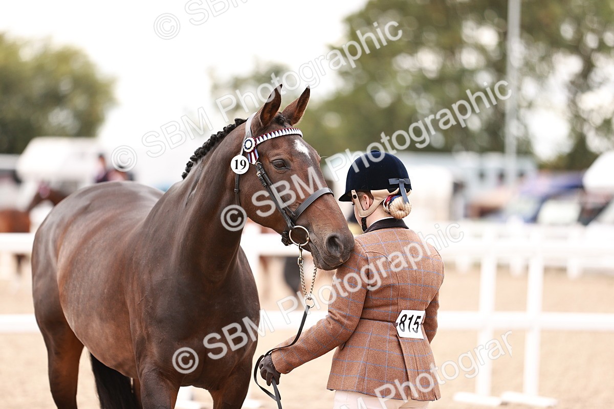 SBM_16120 - Class 411 - Prettiest Mare - (IH or Ridden Adult)