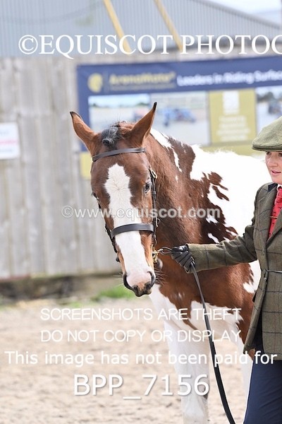 BPP_7156 - RING 1  (RIDDEN HORSES / IN HAND / VETERAN ETC)