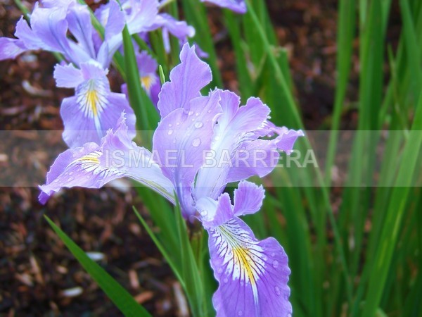 iris tears - FLORAL