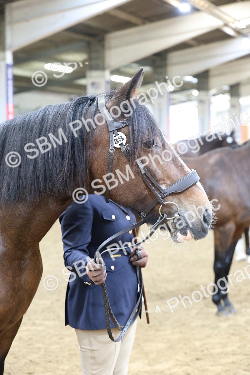 SBM_21859 - Class 901 - Supreme Final - IH  Diamond