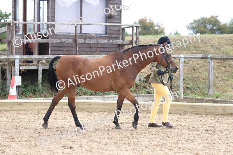 20260831-2350 - Class 9 - Show Pony and Show Hunter
