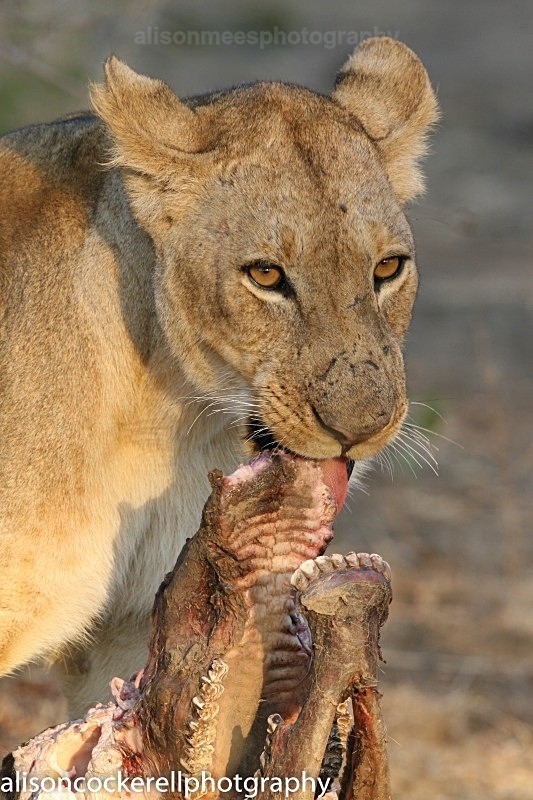  - African Safaris