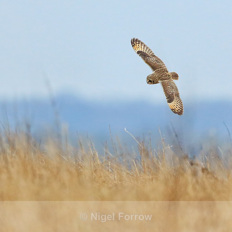 Short-eared Owl banking, Hawling, Gloucestershire - Short-eared Owl