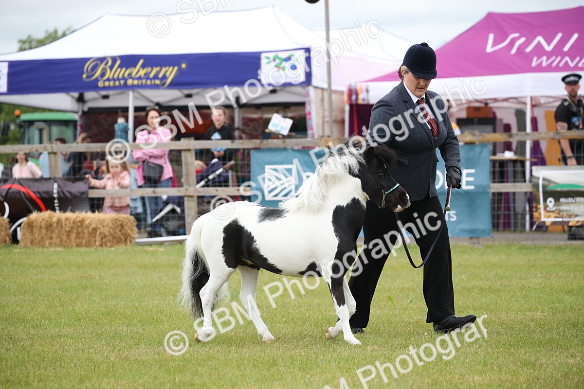 SBM_03758 - Class 23-25 - British Miniature Horse of the Year