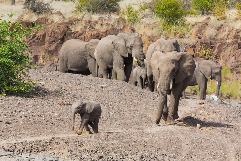 Elephants Indian File 1