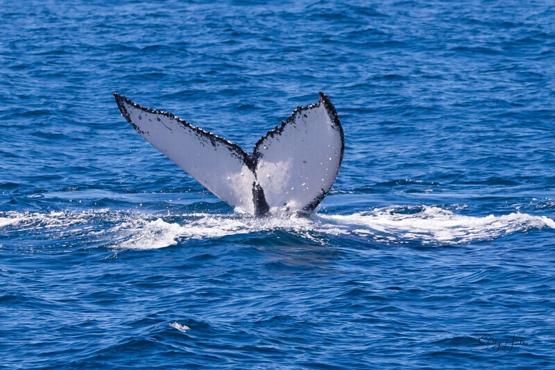 Fluke 7 0A3A4996 - Humpback Whales