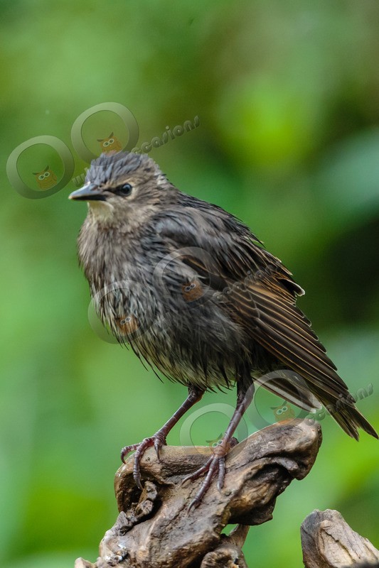 Starling Sturnus vulgaris-9977 - UK birds