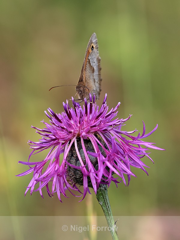 Meadow Brown feeding on Knapweed, Seven Barrows Nature Reserve - INSECTS