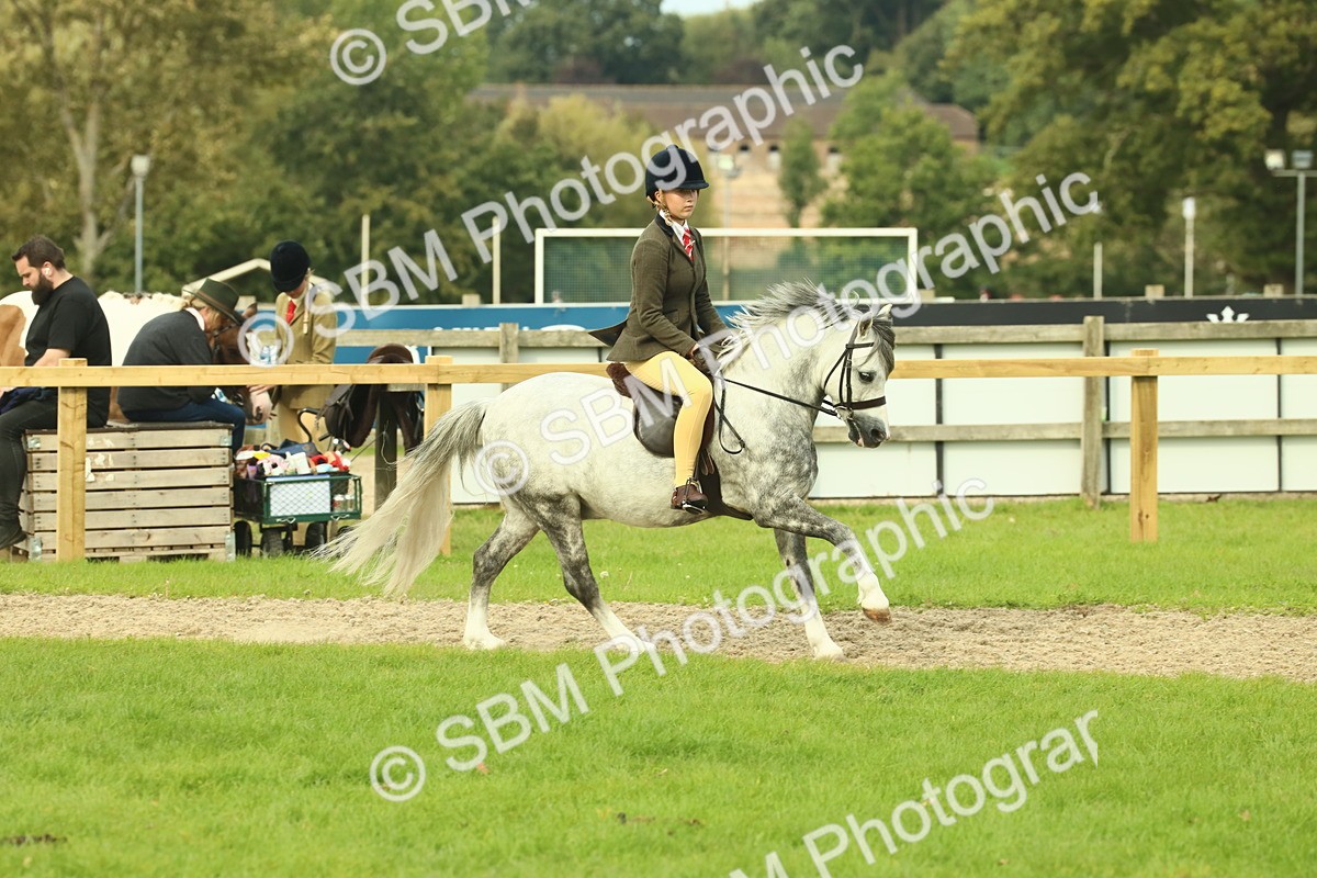 SBM_69859 - S59 - Mountain & Moorland Ridden Small Breeds