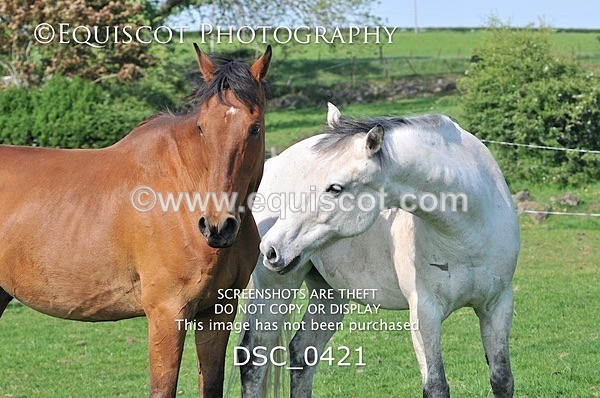 DSC_0421 - ARCHIVE REQUEST - Quincy and Guinness