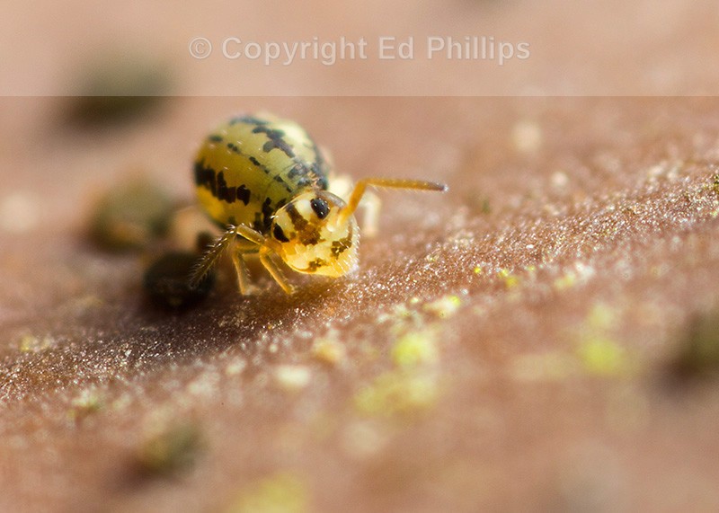Sminthurinus elegans