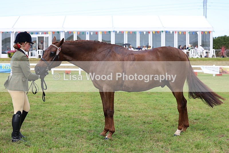 3E7A1082 - Class 8: Open Riding Horse/Hack