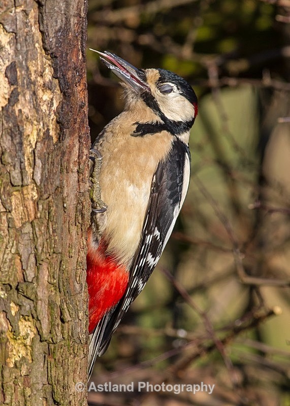 Astland Photography, Bird and Wildlife Images, Susan and Peter Wilson, U.K.